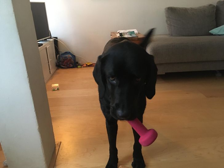 My dog has seen me workout at home many times now, and he just brought me one of my dumbbells.