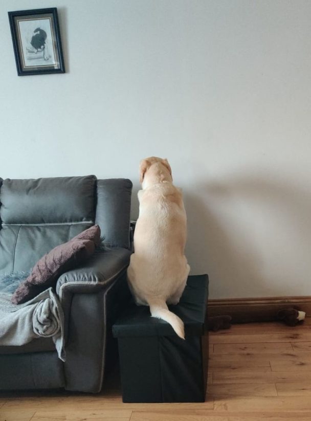 20 Pictures That Will Make You Want To Get A Dog Right Now