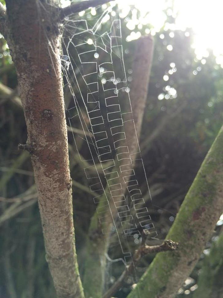 Did this spider invent the zipper