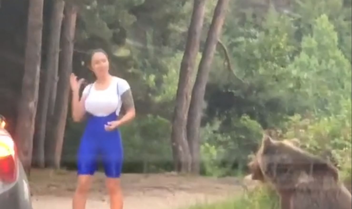 Wild bear lunges at a woman in Romania