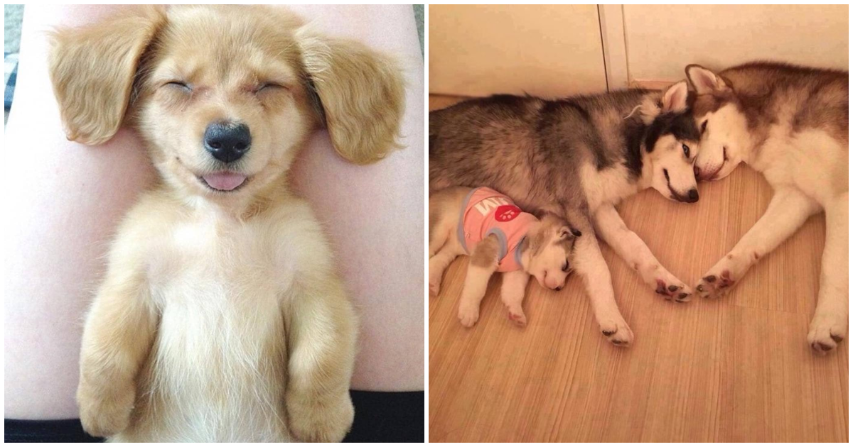 20 Adorable Dogs You'll Fall In Love With Instantly