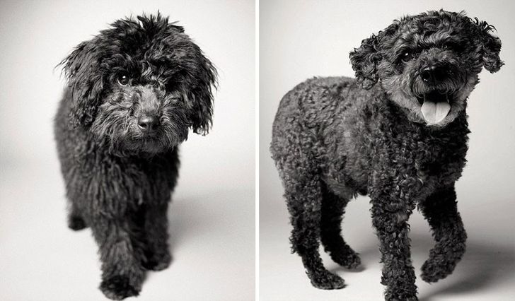 Rufus — 6 months and 13 years