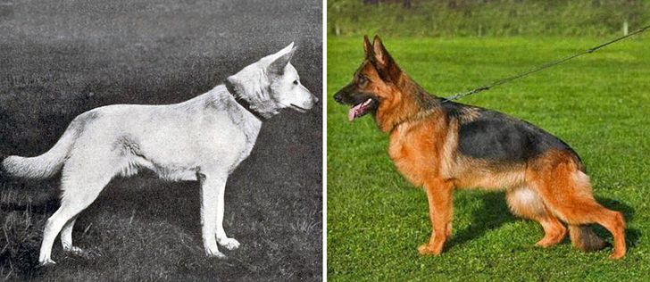 German Shepherd