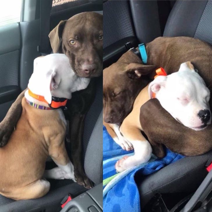 This is Daisy and Luna. Daisy doesn’t like car rides, so Luna comforts her until they both fall asleep