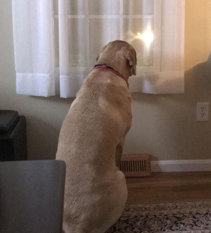 This is my dog waiting for my dad to get home from work. This isn’t the best picture, but I think it’s very cute!