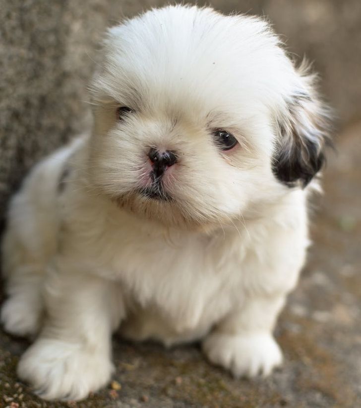 Shih Tzu