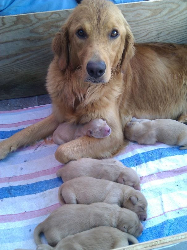 This mother is a trooper and deserves some well-earned rest