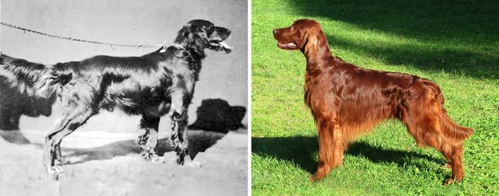 Irish Setter