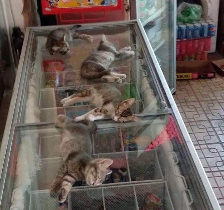 When a store owner lets kittens cool down on the freezer