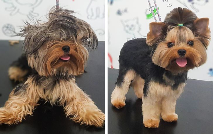 From being a Chewbacca to becoming a dog again!