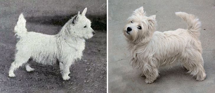 West Highland White Terrier