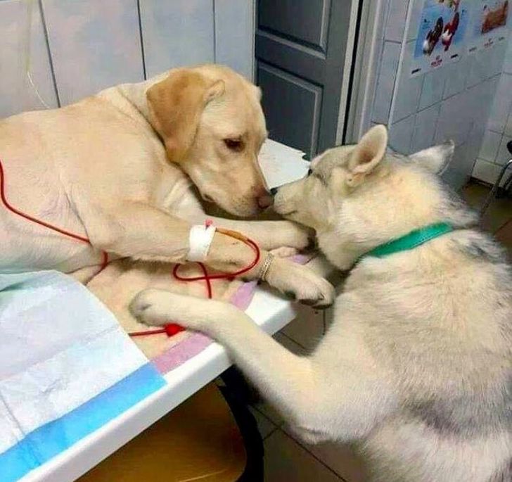 So my friend’s vet has a comfort dog assistant that helps sick patients know that everything will be alright