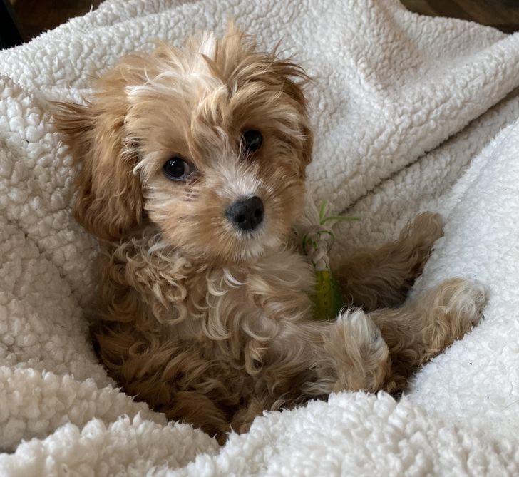 Cavapoo