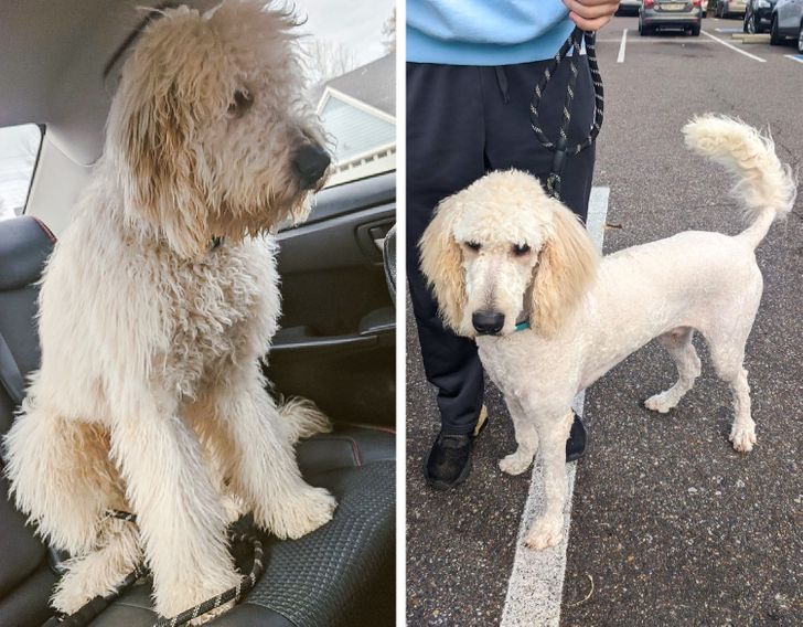 First haircut. Is this still my dog