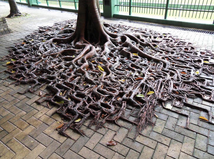 When a tree decides to spread its roots and take over