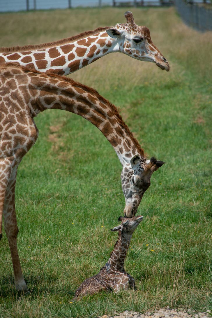 There's nothing like a mother's love