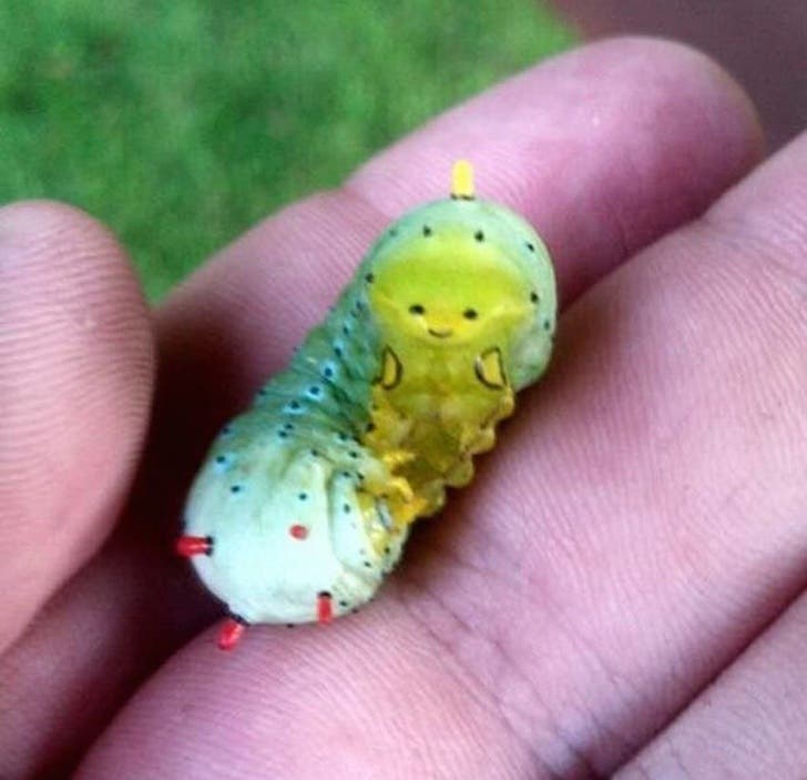 This has to be the happiest caterpillar in the world