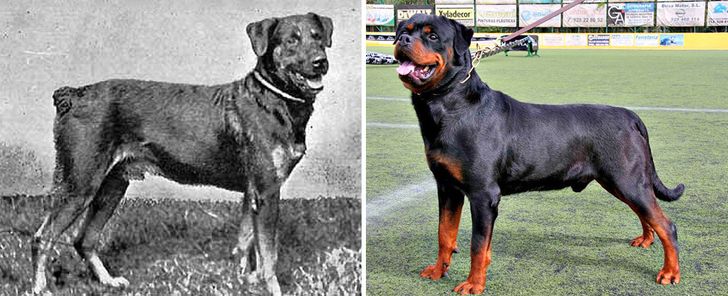 Rottweiler