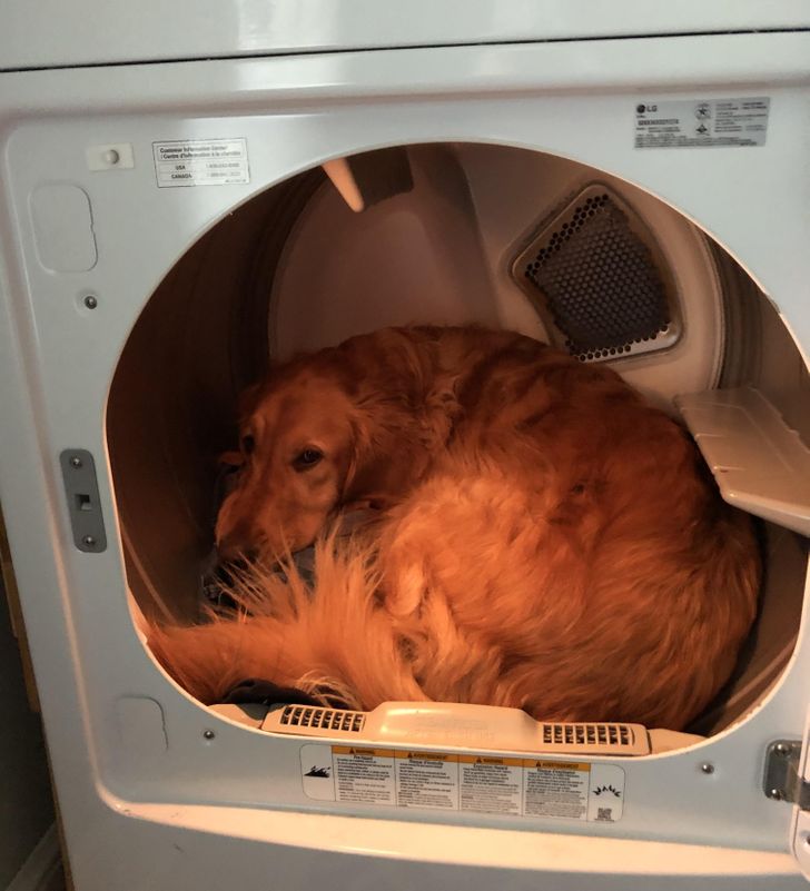 Nothing is wrong... He just prefers the dryer over his bed