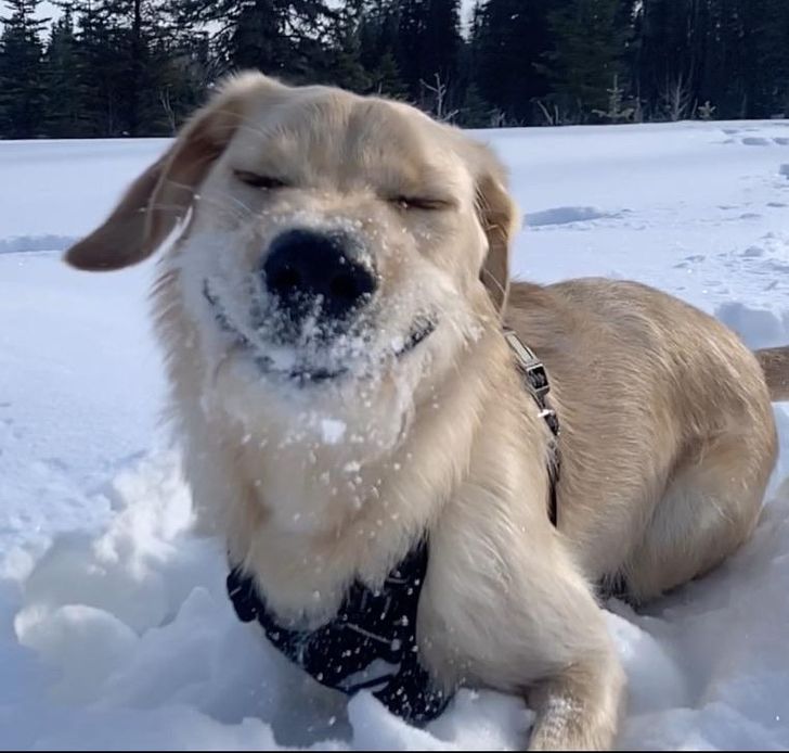 My dog likes snow, like REALLY likes snow