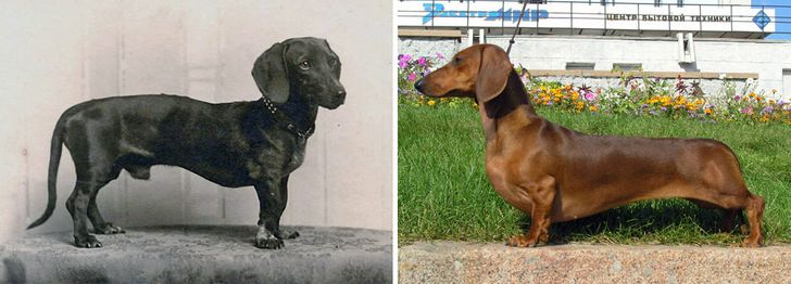 Dachshund