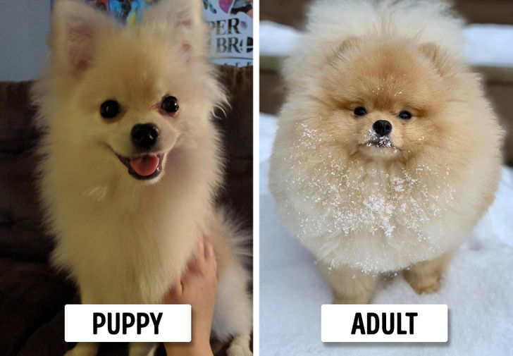 Pomeranians