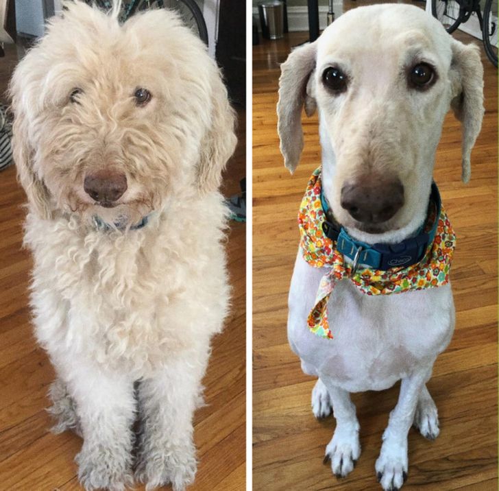 Our 9-year-old Goldendoodle freaked our other dog out after coming home from the groomer