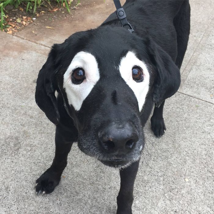 I Met A 14-Year-Old Lab With Vitiligo This Morning