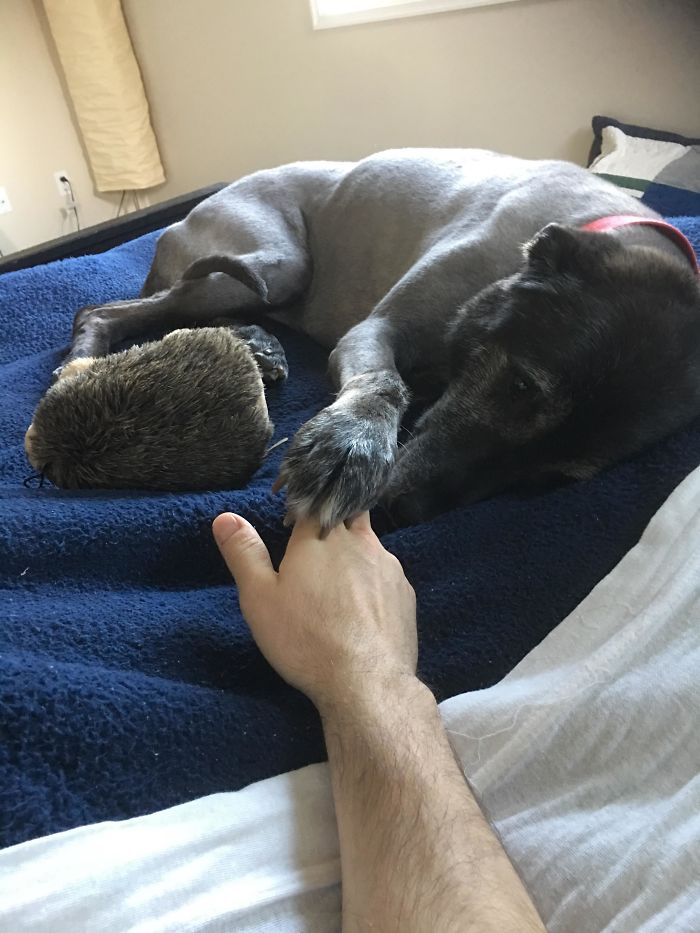 Found My 12-Year-Old Pup On My Bed. It's Been A Couple Years Since She Was Able To Get Up There. With Her Favorite Toy Too! Don't Have The Heart To Kick Her Off