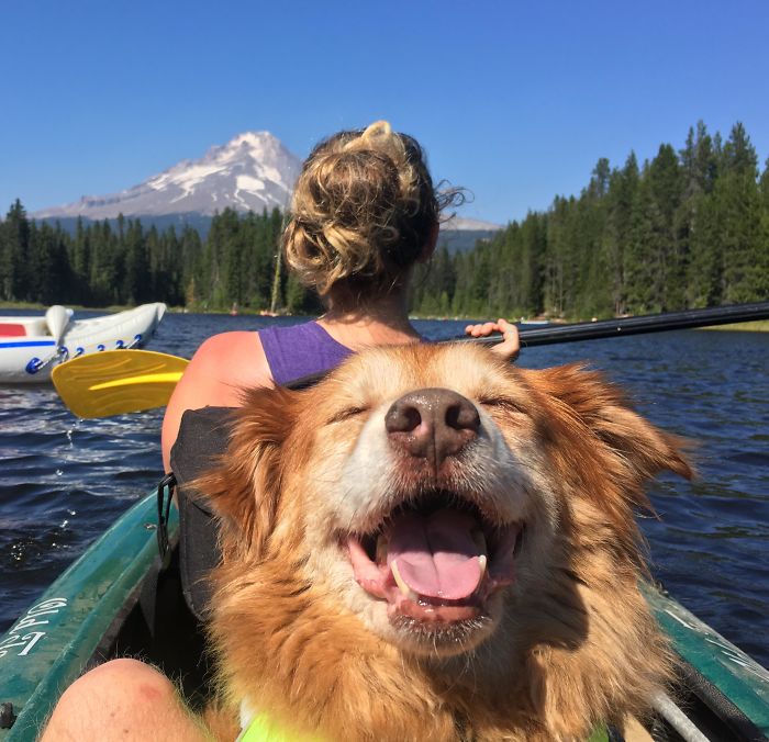 Rescued A Senior Floofer This Year, We Call This Her “Retirement”