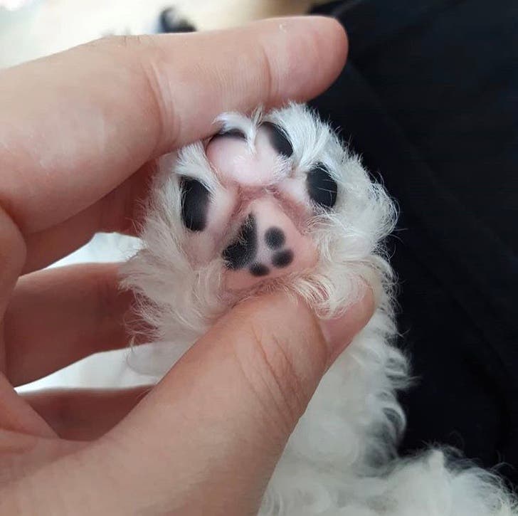 When your dog's paw has another paw on it