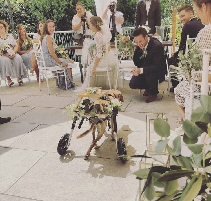 When your pooch uses his wheelchair to carry your wedding rings down the aisle