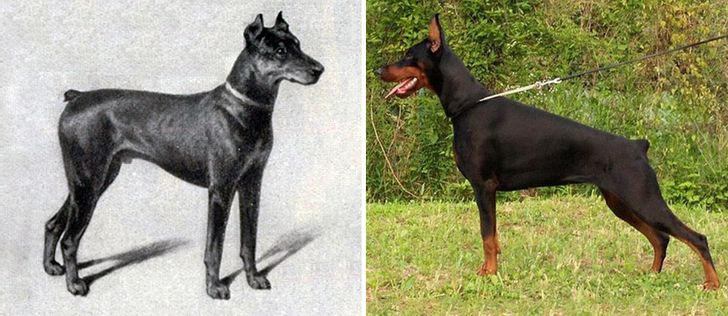 Doberman Pinscher