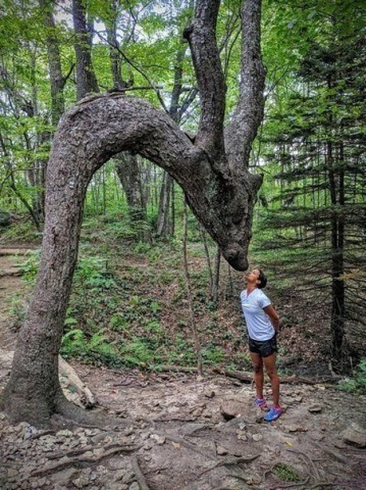 A dragon-shaped trunk that appears to kiss anyone who may be passing below