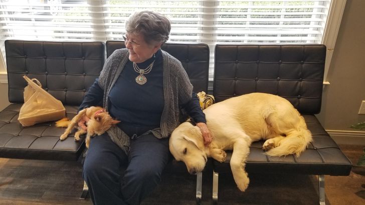 My mom’s dentist office has therapy dogs for nervous patients like her