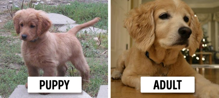 Golden Cocker Retriever