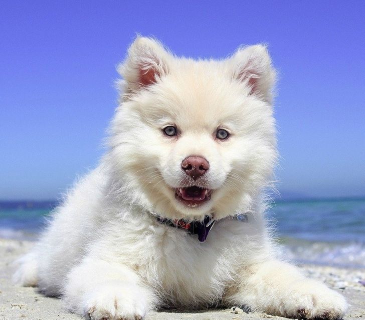 Finnish Lapphund