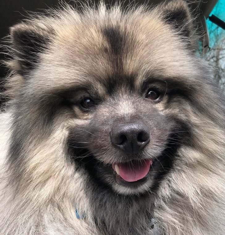 Keeshond