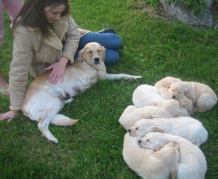 My 3-legged golden retriever and her 7 little puppies