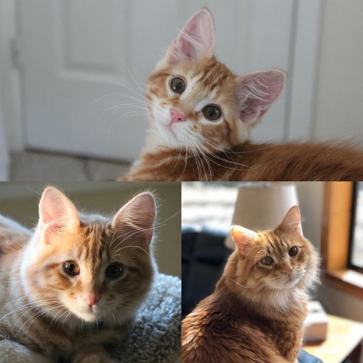 Dr. Zoidberg (Berg) at 4 months old and 8 years old — we think he’s got a bit of perma-kitten face!