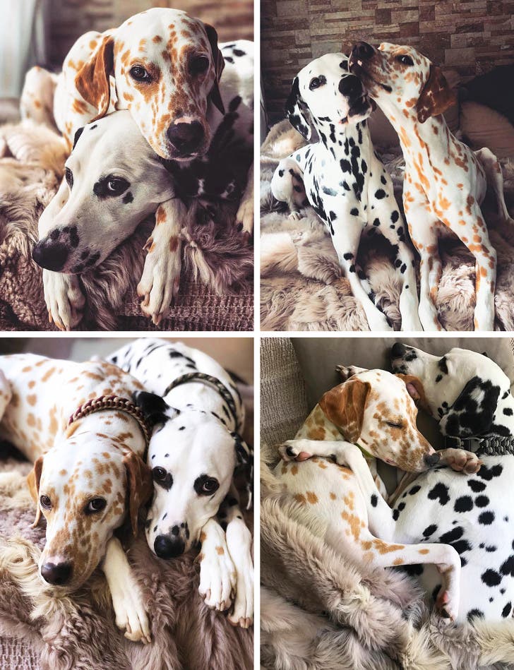 Meet Khaleesi and Django, two adorable dogs that are clearly crazy for each other