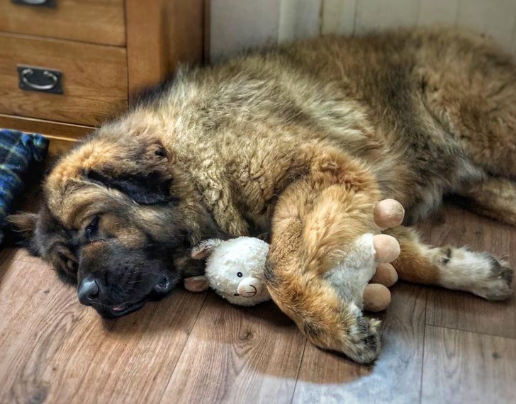 Caucasian Shepherd