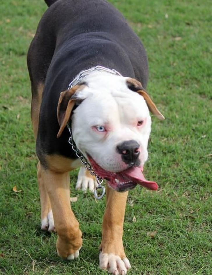 An American Bulldog