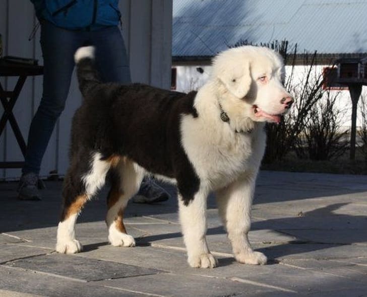 This is a Bernese Mountain dog