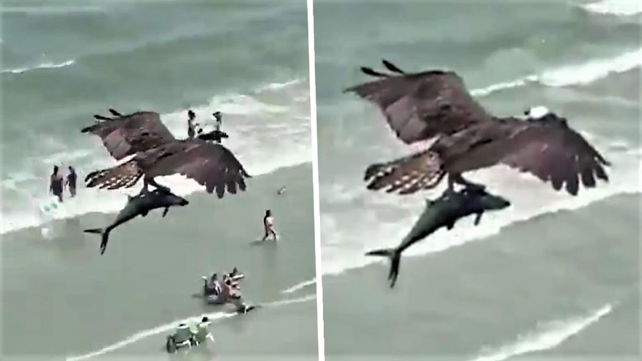 Huge bird of prey filmed passing over beachgoers holding large fish in its talons