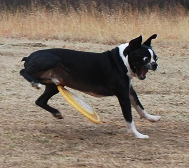 No!! That’s not where you throw the frisbee, hooman!