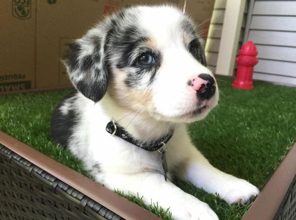20 Pics Which Prove That Corgis Mixed With Other Dog Breeds Is Just