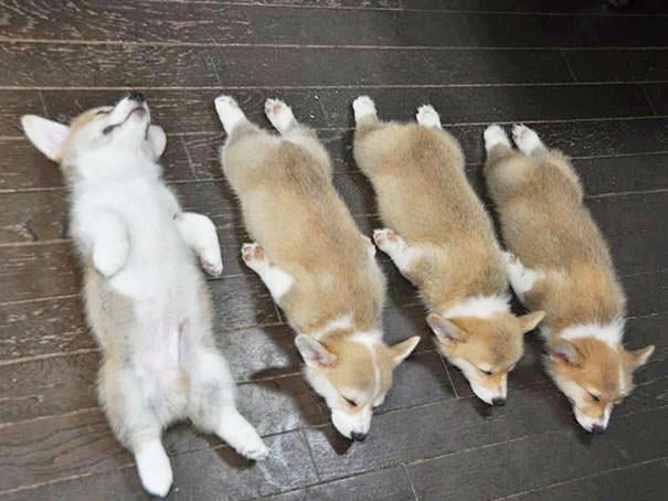 sleeping Corgis