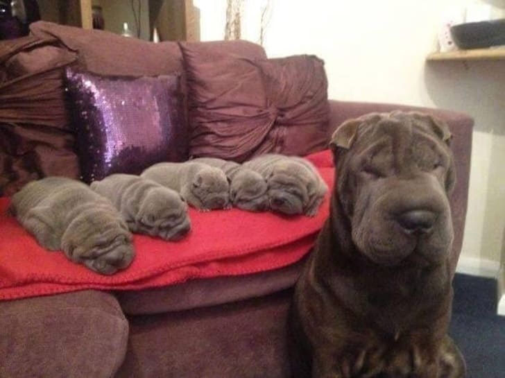These puppies look like Burritos