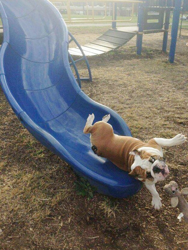 And this was the moment the dog realized that sliding down was not such a good idea